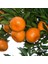 Bodur Aşılı Yediveren Limon-Portakal-Kamkat-Mandalina Fidanı 2