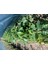 Tüplü Avokado Anacı 120 cm (Aşılanabilir Durumda) 1