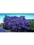 Saksılı Jacaranda (Jakaranda) Ağacı Fidanı (100-150 Cm) 1