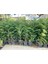 Saksılı Jacaranda (Jakaranda) Ağacı Fidanı (100-150 Cm) 2