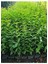 Çit Bitkisi Ligustrum Kurtbağrı Fidanı Boy 90-110CM 4 Adet 1