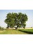 Tüplü Çınar Ağacı (Platanus Orientalis) Fidanı (200-300 Cm) 1
