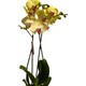 Fidanova Fidanova Orkide Çift Dallı Orkide 60-80 Cm Arası Boyunda Hardal Sarısı Göbeği Pembe