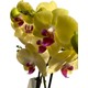 Fidanova Fidanova Orkide Çift Dallı Orkide 60-80 Cm Arası Boyunda Hardal Sarısı Göbeği Pembe