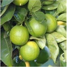 Bkm Tahiti Lime Çekirdeksiz 2 Yaş 90 Cm Tüplü Fidan