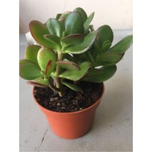 Fidan Merkezi Crassula Şans Para Çiçeği Zenginlik Çiçeği 25-30 Cm