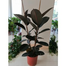 Fidan Merkezi Kauçuk Çiçeği 2'li 90-100 Cm