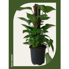 Fidan Merkezi Pathos Sarmaşığı 75~80 Cm