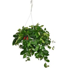 Fidan Merkezi Ruj Çiçeği