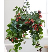 Fidan Merkezi Aşinantus- Ruj Çiçeği