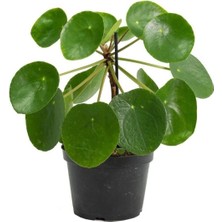 Fidan Merkezi Pilea Peperomioides - Çin Para Ağacı