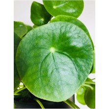 Fidan Merkezi Pilea Peperomioides - Çin Para Ağacı