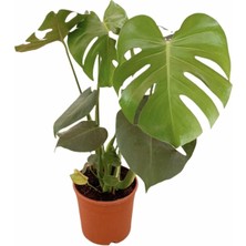 Fidan Merkezi Monstera Deliciosa Deve Tabanı Salon Ofis Bitkisi 70 Cm