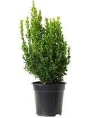 Gloria Fidancılık Saksılı Şimşir Fidanı Yaş 2 - Boy 50-70 cm Boy