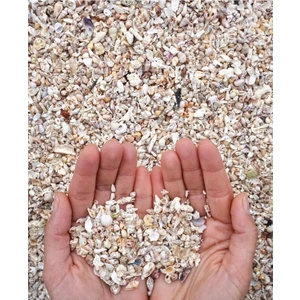 İmren Aksesuar Minyatür Gerçek Deniz Kabukları - ( Nassa Shell ) - 200 Adet