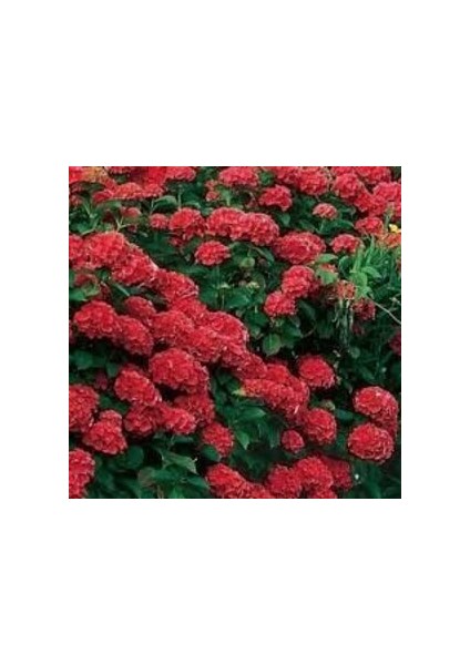 2 Yaş Saksıda Kırmızı Ortanca Çiçeği 50-70 cm