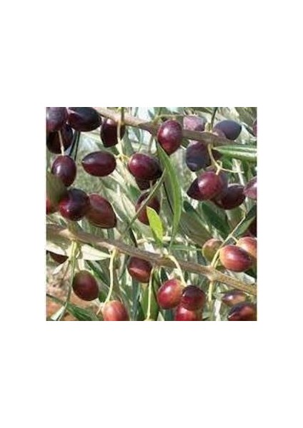 Tüplü Ayvalık Zeytin Fidanı(2 Adet)