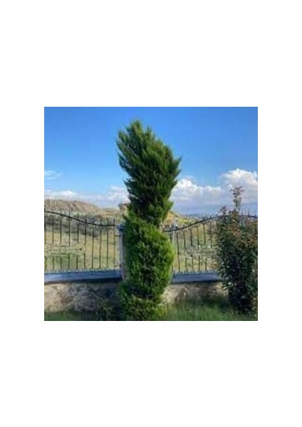 Tüplü Limoni Servi Fidanı 4 Adet Boy 50-60CM