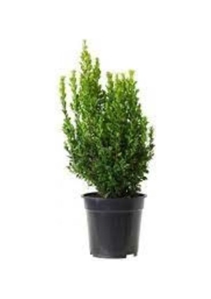 Saksılı Şimşir Fidanı Yaş 2 - Boy 50-70 cm Boy