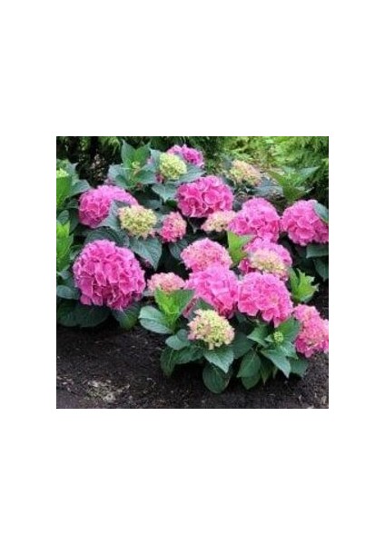 2 Yaş Saksıda Pembe Ortanca Çiçeği 50-70 cm