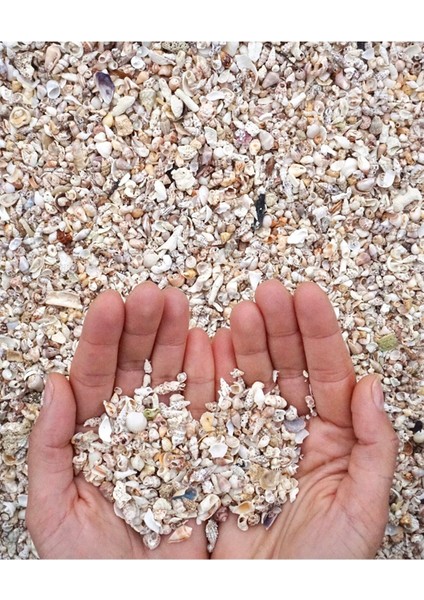 Minyatür Gerçek Deniz Kabukları - ( Nassa Shell ) - 200 Adet