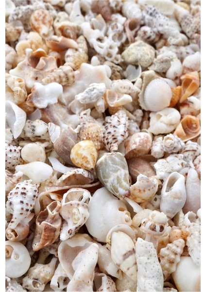Minyatür Gerçek Deniz Kabukları - ( Nassa Shell ) - 200 Adet