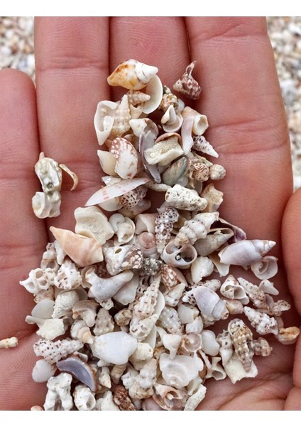 Minyatür Gerçek Deniz Kabukları - ( Nassa Shell ) - 200 Adet