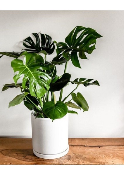 Deve Tabanı Bitkisi 90 110 Cm Monstera Deliciosa Ev Bitkisi Ofis Bitkisi Salon Bitkisi