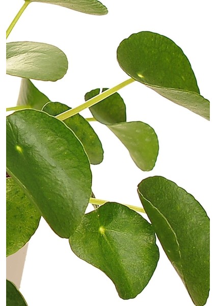 Pilea Peperomioides-Çin Para Ağacı 15-25 Cm
