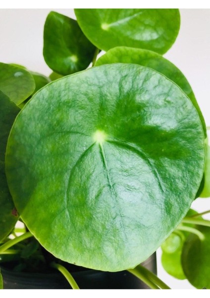 Fidan Merkezi Pilea Peperomioides - Çin Para Ağacı