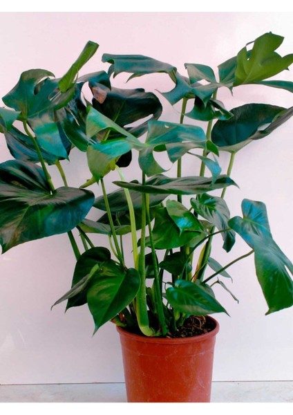 Fidan Merkezi Monstera