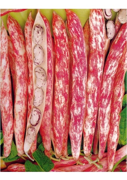 Yerli Ata Tohumu Sırık Barbunya 25 gr (Uzun Tohum)