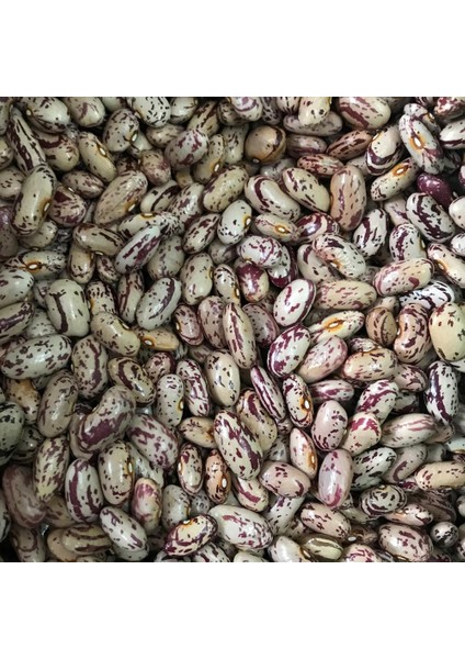 Yerli Ata Tohumu Sırık Barbunya 25 gr (Uzun Tohum) fiyatları