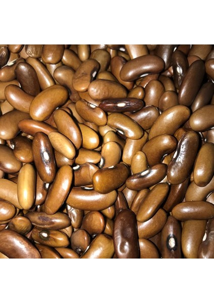 Yerli Ata Tohumu Oturak Magnum Erken Fasulye 25 gr