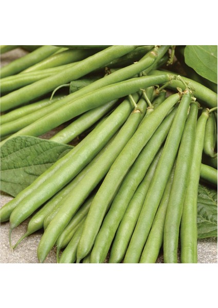 Yerli Ata Tohumu Oturak Magnum Erken Fasulye 25 gr fiyatları