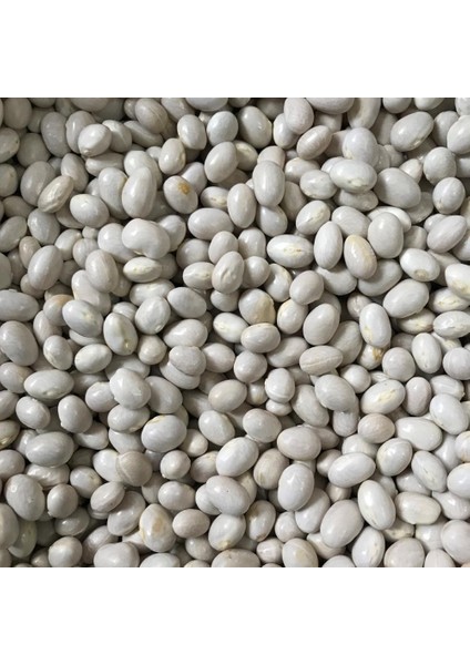 Yerli Ata Tohumu Oturak Seker Fasulyesi 25 Gr fiyatları