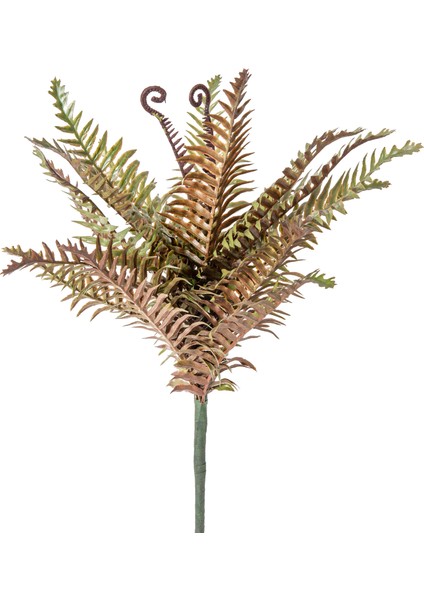 Eğrelti Otu ( Fujer ) 50 Cm.