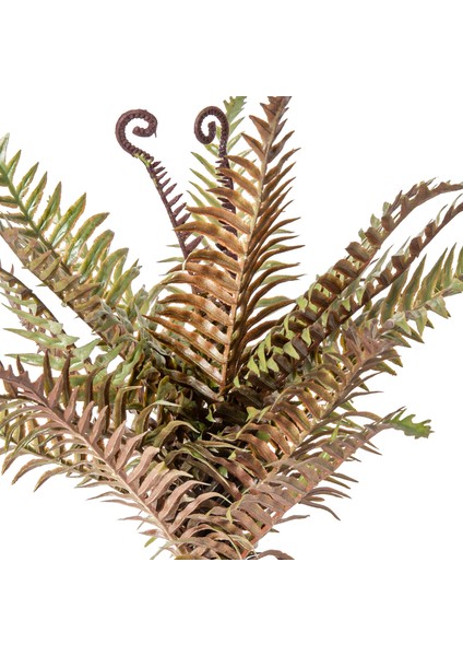 Eğrelti Otu ( Fujer ) 50 Cm. fiyatları