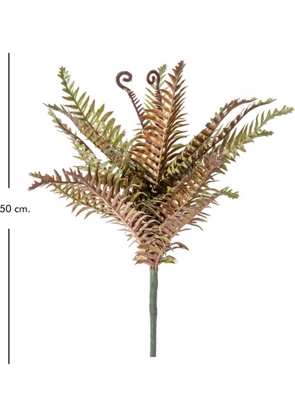 Eğrelti Otu ( Fujer ) 50 Cm. fırsatları
