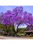 Saksılı Jacaranda (Jakaranda) Ağacı Fidanı (100-150 Cm) 3