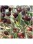 Tüplü Ayvalık Zeytin Fidanı(2 Adet) 1