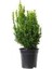 Saksılı Şimşir Fidanı Yaş 2 - Boy 50-70 cm Boy 1