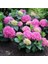 2 Yaş Saksıda Pembe Ortanca Çiçeği 50-70 cm 1