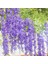 12 Parça Yapay Ipek Wisteria Çiçek Asılı Ipek Asma Rattan Sahte Çalı Çiçek Ev Partisi Için Düğün Bahçe Açık Yeşillik Dekorasyon 3.67 Feet (Mor) 4