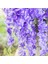 12 Parça Yapay Ipek Wisteria Çiçek Asılı Ipek Asma Rattan Sahte Çalı Çiçek Ev Partisi Için Düğün Bahçe Açık Yeşillik Dekorasyon 3.67 Feet (Mor) 5