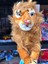 Sesli Kükreyen Aslan Peluş 30 cm 1