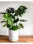Deve Tabanı Bitkisi 90 110 Cm Monstera Deliciosa Ev Bitkisi Ofis Bitkisi Salon Bitkisi 1