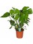 Deve Tabanı Bitkisi 90 110 Cm Monstera Deliciosa Ev Bitkisi Ofis Bitkisi Salon Bitkisi 2
