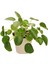 Pilea Peperomioides-Çin Para Ağacı 15-25 Cm 1