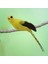 Macaw Yapay Kuşlar Kuş Papağan Modeli Veranda Avlusu Çim Peyzajı Sarı (Yurt Dışından) 5